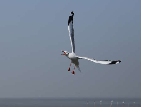 Seagull flying under the sky at Bang Pu beach, Thailandの写真素材