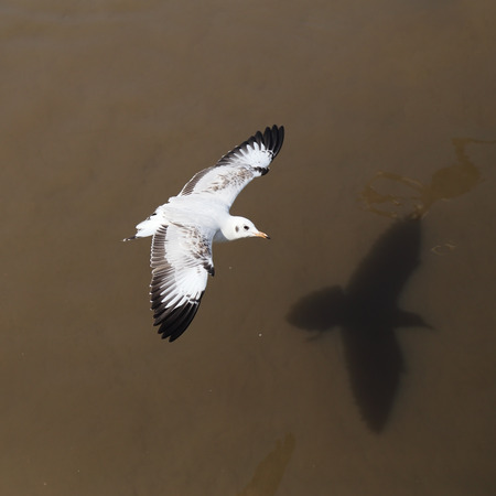 Seagull flying at Bang Pu beach, Thailandの写真素材