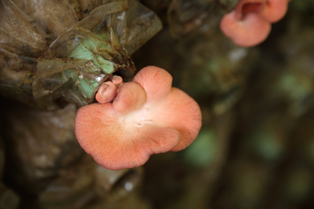 Pink oyster mushroom (Pleurotus djamor) on spawn bags growing in a farmの写真素材