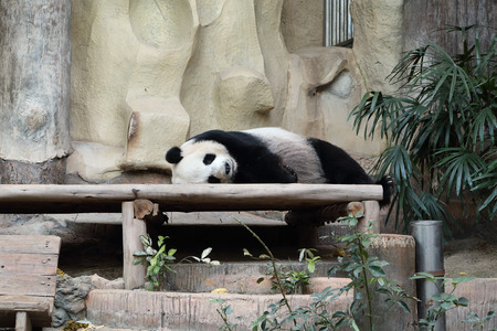 panda bear resting in the zooの写真素材