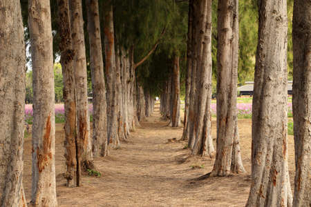 gravel path between pine trees in Thailandの写真素材