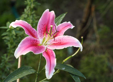 Lily flower with white-pink petals in the gardenの写真素材