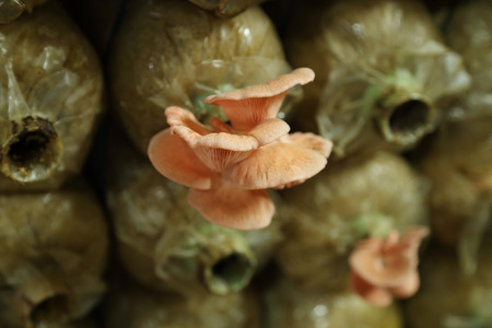 Pink oyster mushroom (Pleurotus djamor) on spawn bags growing in a farmの写真素材