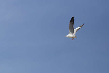Seagull flying under the sky at Bang Pu beach, Thailand