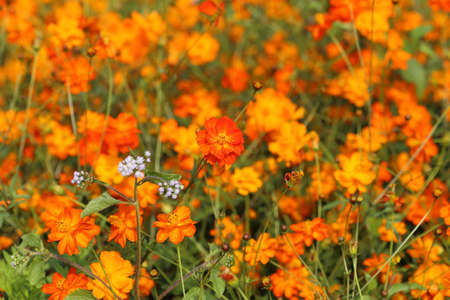 beautiful orange cosmos flower in the gardenの写真素材