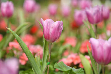 beautiful pink tulip blooming in the garden