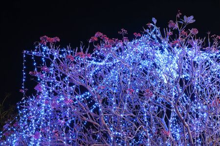 LED lighting decoration on a tree (celebrating event)の写真素材
