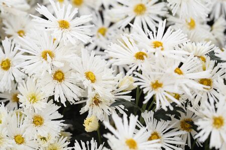 beautiful Chrysanthemum flower blooming in the gardenの写真素材