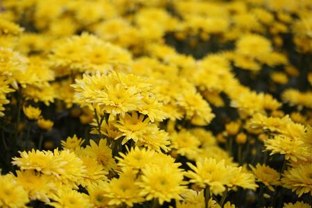 beautiful Chrysanthemum flower blooming in the gardenの写真素材