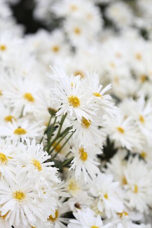 beautiful Chrysanthemum flower blooming in the gardenの写真素材