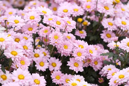 beautiful Chrysanthemum flower blooming in the gardenの写真素材