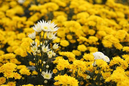 beautiful Chrysanthemum flower blooming in the gardenの写真素材