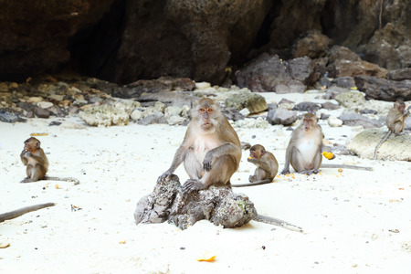 Monkey beach. Crab-eating macaque at Phi-Phi island, Thailandの写真素材