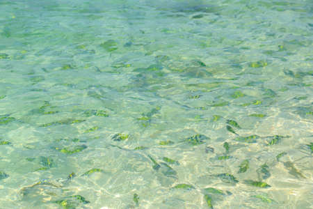 fish(Indo-pacific sergeant)  in a tropical sea at Phi Phi island in Krabi, Thailandの写真素材