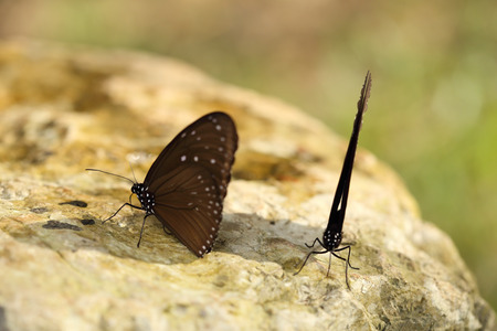 Common Indian Crow butterfly (Euploea core Lucus) on the stoneの写真素材