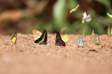 Group of  butterfly on the ground (Common Jay, Common Bluebottle,  Small Grass Yellow, Striped Albatross)の写真素材