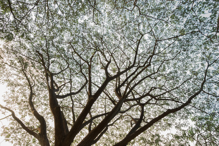 the branch of Samanea saman, Big rain treeの写真素材