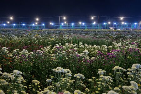 beatiful chrysanthemums flower in garden at nightの写真素材