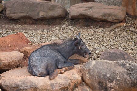 Serow resting on stone, (Capricornis sumatraensis)の写真素材
