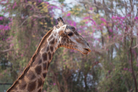 Giraffe head with neck , (giraffa camelopardalis)の写真素材