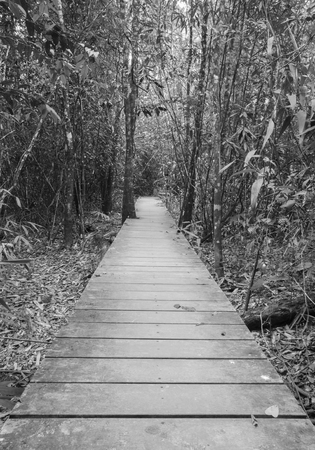 wooden boardwalk in forest, Khao Yai national park, Thailand (black & white)の写真素材