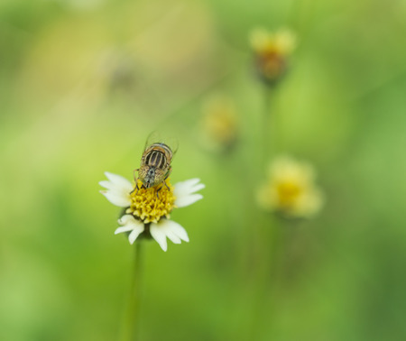 bee on grass flowerの写真素材