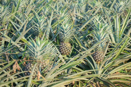 Pineapple plant, tropical fruit growing in a farm, Thailandの写真素材