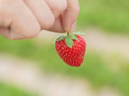 hand holding strawberry with green nature backgroundの写真素材