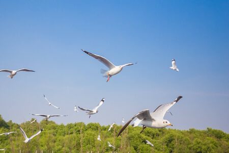 seagull flying with blue sky at Bangpu, Thailandの写真素材