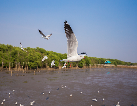 seagull flying with sea and blue sky at Bangpu, Thailandの写真素材