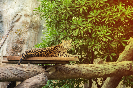 leopard resting on a wood treeの写真素材