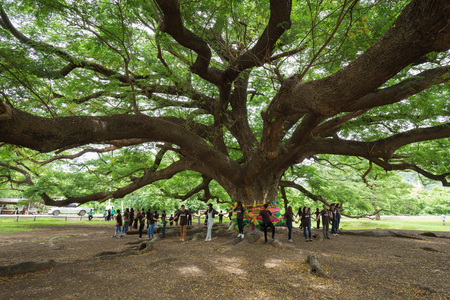 KANCHANABURI, THAILAND - June 24: Giant Monky Pod Tree with people visited on June 24, 2017 in Kanchanaburi, Thailandのeditorial素材