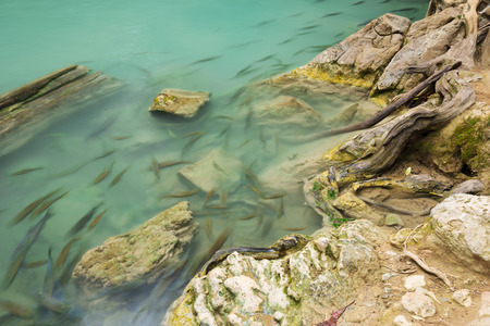 Neolissochilus stracheyi fish in Level 2 of Erawan Waterfall, Kanchanaburi Province, Thailand