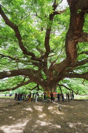 KANCHANABURI, THAILAND - June 24: Giant Monky Pod Tree with people visited on June 24, 2017 in Kanchanaburi, Thailandのeditorial素材