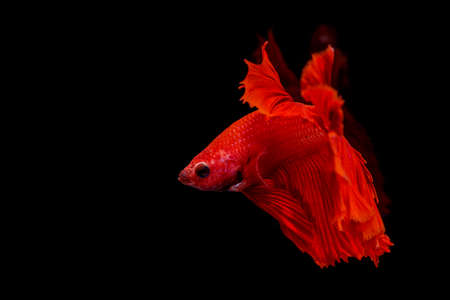 beautiful red siamese fighting fish on black backgroundの写真素材