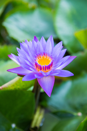 beautiful lotus flowerの写真素材