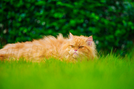 brown Persian cat on the green grass field