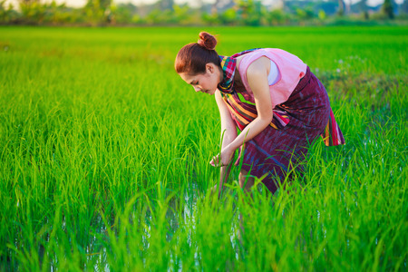 Farmer woman working in rice field, Thailandの写真素材