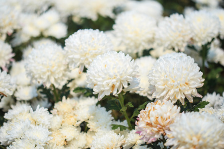 beautiful chrysanthemum flower blooming in the gardenの写真素材