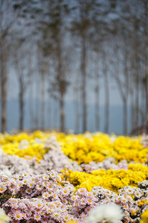 beautiful chrysanthemum flower blooming in the gardenの写真素材