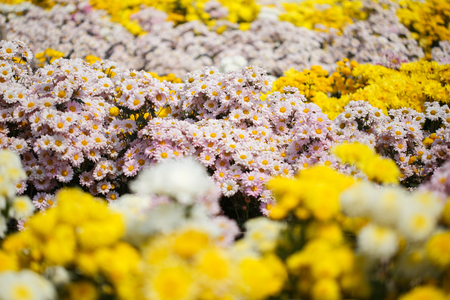 beautiful chrysanthemum flower blooming in the gardenの写真素材