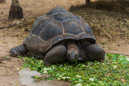 An Aldabra giant tortoise (Aldabrachelys gigantea) eating a green leaveの写真素材