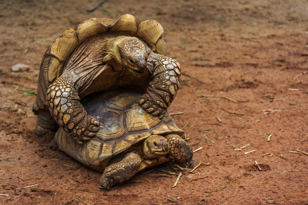 Aldabra giant tortoise (Aldabrachelys gigantea) mating in the gardenの写真素材