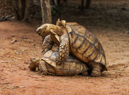 Aldabra giant tortoise (Aldabrachelys gigantea) mating in the gardenの写真素材