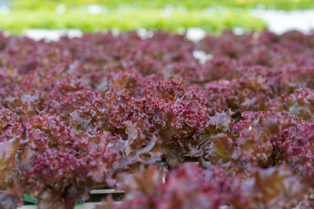 red coral lettuce hydroponics vegetable farmingの写真素材