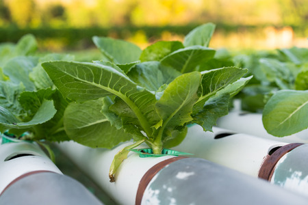 Cos Romaine Lettuce hydroponic farmingの写真素材