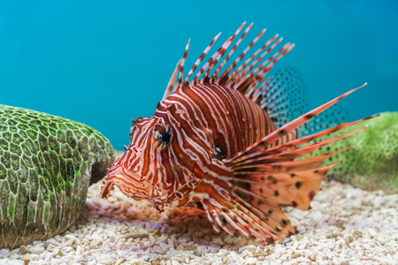 Lionfish (Pterois volitans) in waterの写真素材