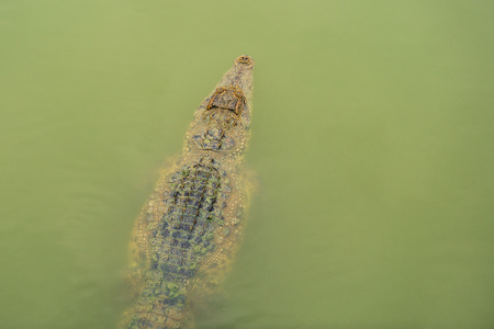 crocodile swimming in the waterの写真素材