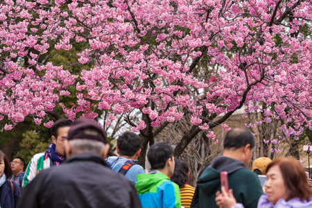 TOKYO, JAPAN - MARCH 29, 2019: Cherry blossom festival at Ueno Park. Ueno Park is one of the best place to enjoy itのeditorial素材