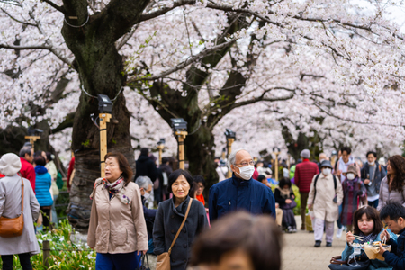 TOKYO, JAPAN - MARCH 29, 2019: Cherry blossom festival at Chidorigafuchi Park. Chidorigafuchi Park is one of the best place to enjoy itのeditorial素材